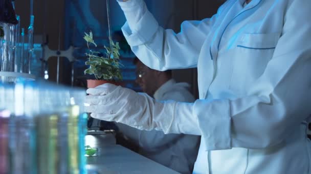 Científico haciendo experimentos en una planta — Vídeos de Stock