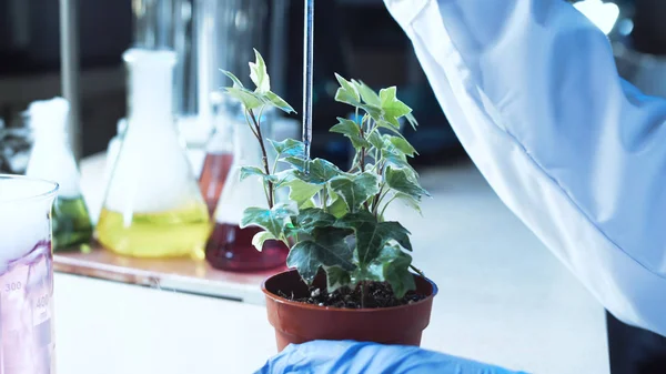 Bilim adamı bir bitki üzerinde deneyler yapıyor — Stok fotoğraf