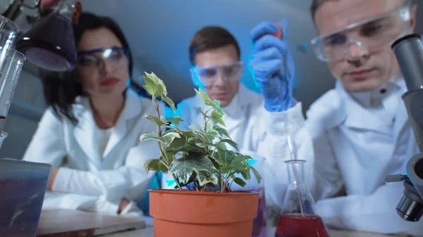 People dripping chemical in plant — Stock Photo, Image