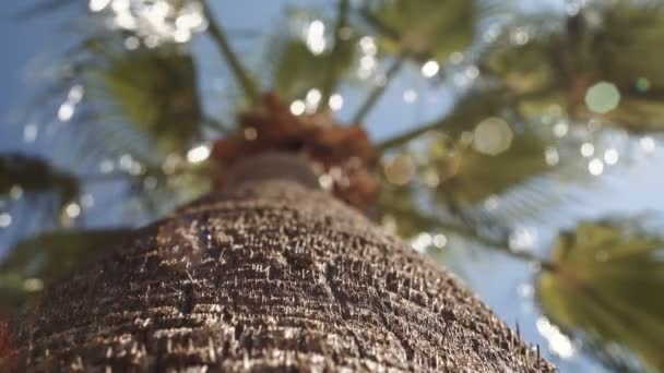 Vista de ángulo bajo de la palma — Vídeo de stock