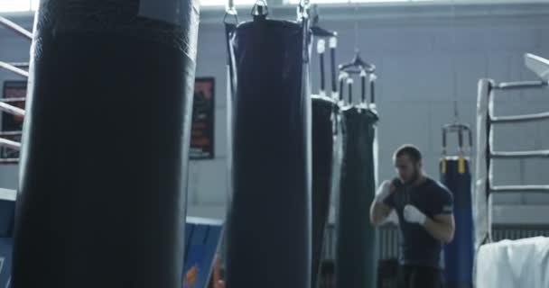 Boxer formazione con borsa in palestra — Video Stock
