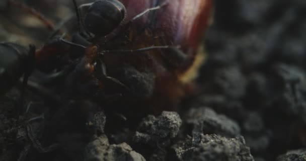 Ants attacking a chafer — Stock Video