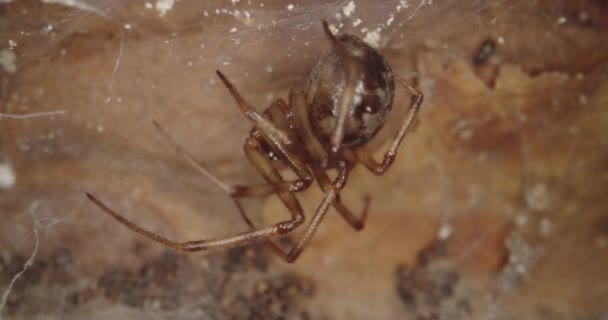 Örümcek ağıyla hareket ediyor — Stok video