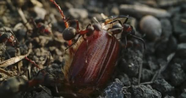 Ants attacking a chafer — Stock Video