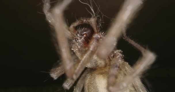 Spinne bewegt sich im Netz — Stockvideo