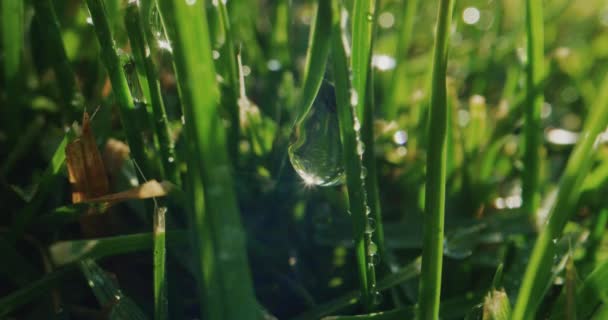 Waterdruppel hangend op gras — Stockvideo