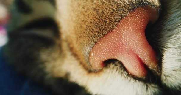 Gatto sdraiato all'aperto su una coperta — Video Stock