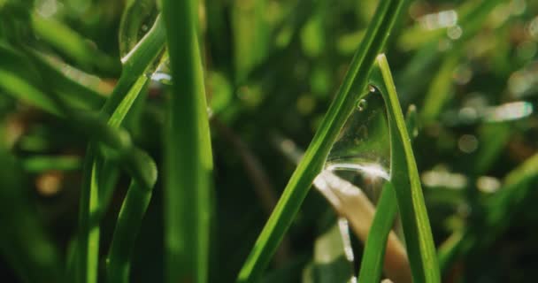 Waterdruppel hangend op gras — Stockvideo