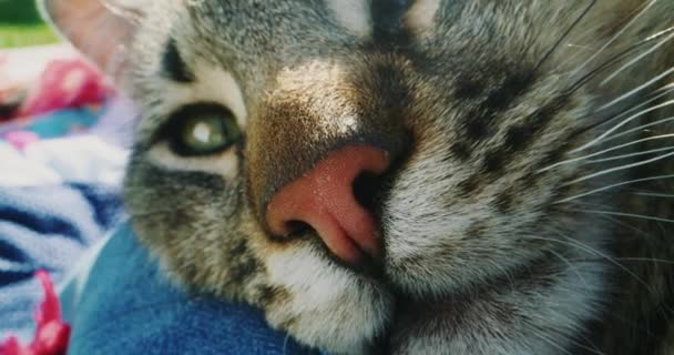 Chat couché dehors sur une couverture — Video