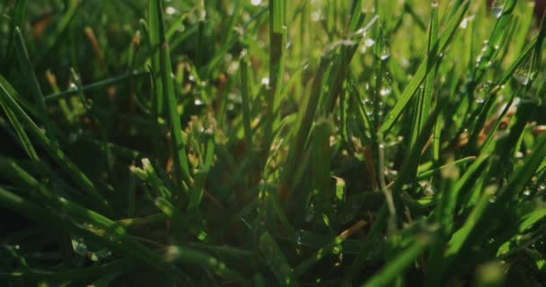 Mano deslizando a través de hierba húmeda — Vídeo de stock
