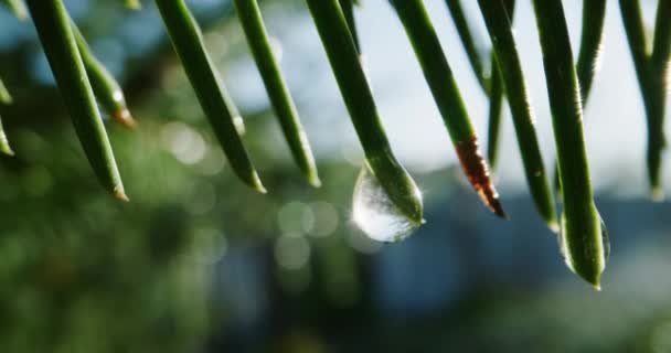 Gotas de agua que cuelgan de las hojas — Vídeos de Stock