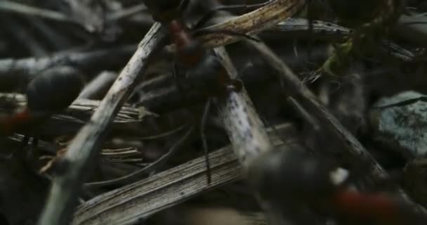 Ants working in ant colony — Stock Video