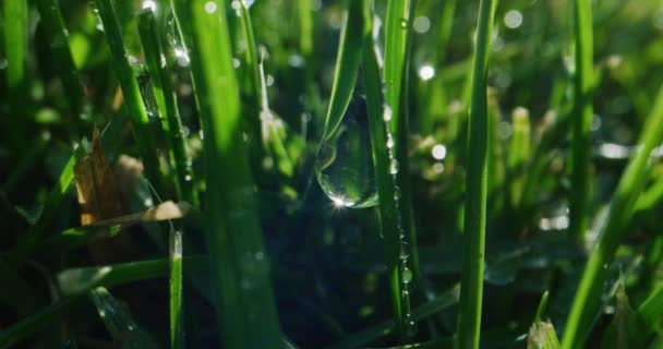 Waterdruppel hangend op gras — Stockvideo