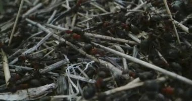 Karınca kolonisine çubuk yerleştiren karıncalar