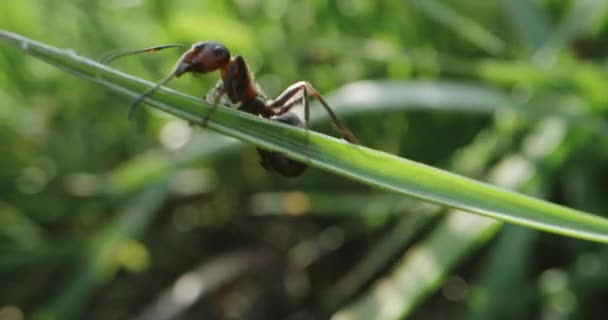 Formigas se movendo em uma lâmina de grama — Vídeo de Stock