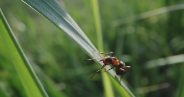 Mravenci pohybující se na trávě — Stock video