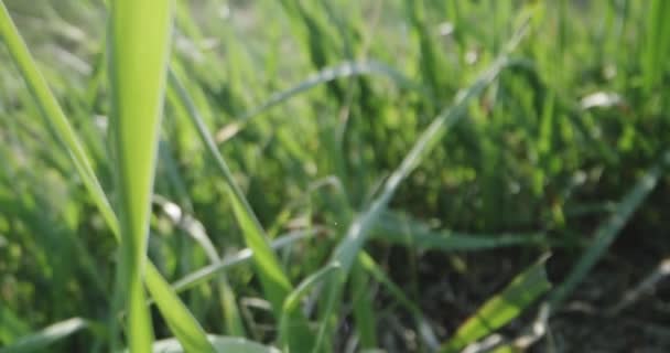 Fourmis se déplaçant sur une herbe 