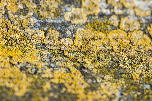 Mushrooms Parasites Old Gray Tile Close — Stock Photo, Image