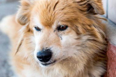 küçük köpek clsoe kadar