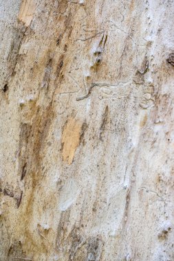 Termitler Wood dan izlemeler