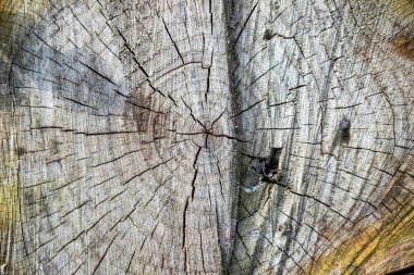 Ağaç kütükleri yığını