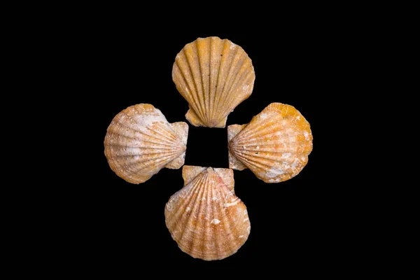 Siyah Bir Arka Plan Üzerinde Izole Seashell — Stok fotoğraf