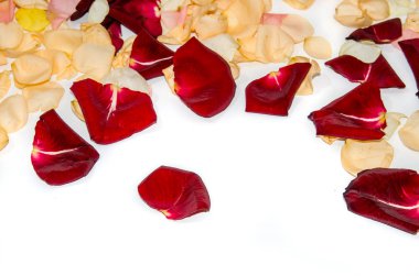 Sarı ve kırmızı petal gül izole