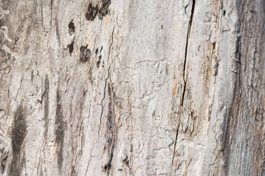 Termitler Wood dan izlemeler