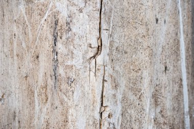 Termit hasarı Beyaz ahşap