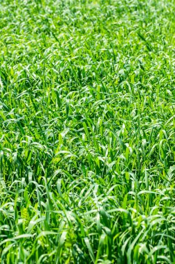 arka plan veya doku olarak yeşil çim yakın çekim