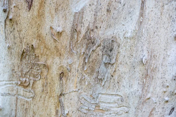 Повреждение Белого Дерева Термитом — стоковое фото