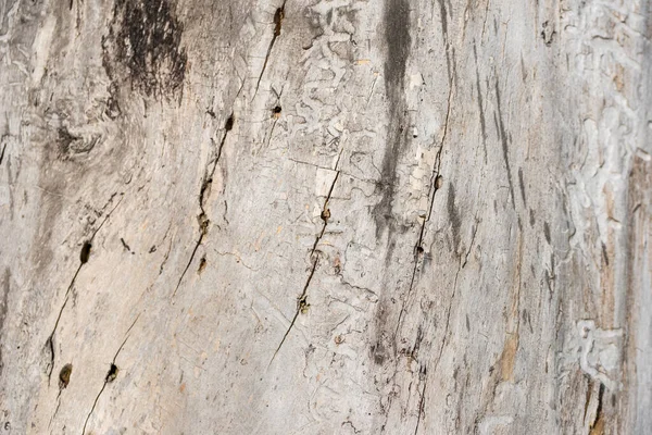 Traces from termites on wood