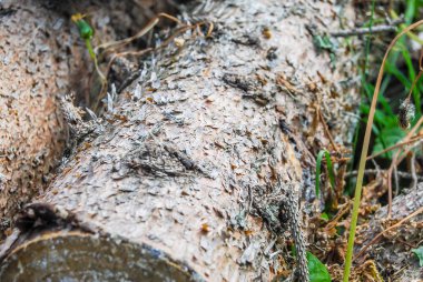 Arkaplan olarak ladin kabuğu dokusu