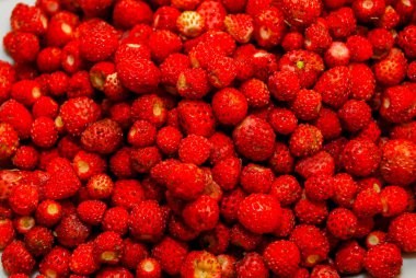 Taze olgun Yaban çilekleri