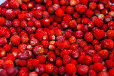 Taze olgun Yaban çilekleri