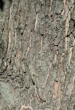 Doku veya Arkaplan için Ağaç Ağacı