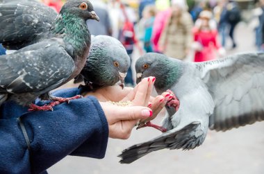 Güvercinler yemek yerken el ele oturuyorlar.