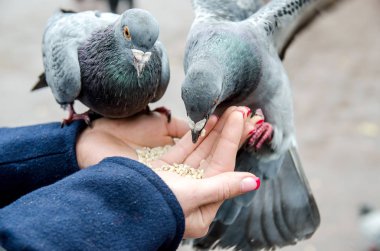 Güvercinler yemek yerken el ele oturuyorlar.