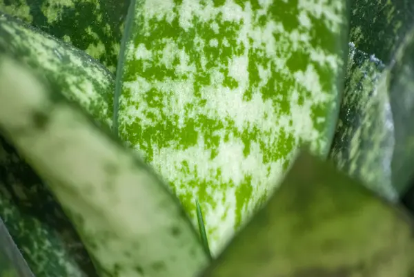 Макрос Текстури Зеленого Листя — стокове фото