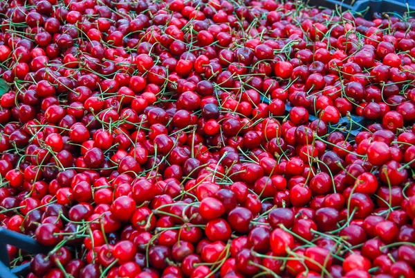 Cerezas Rojas Frescas Brillantes — Foto de Stock