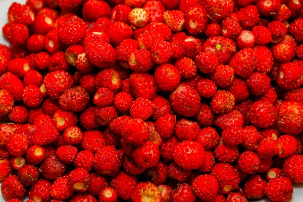 Φρέσκα Ώριμα Άγριες Φράουλες — Φωτογραφία Αρχείου