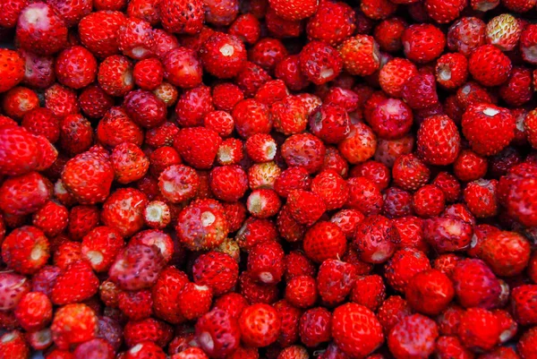 Φρέσκα Ώριμα Άγριες Φράουλες — Φωτογραφία Αρχείου