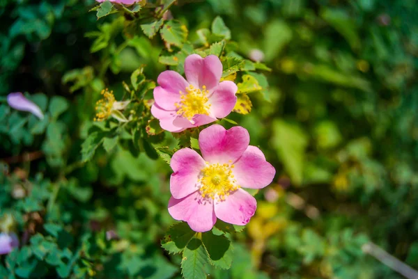 Małe Różowe Róże Krzaku — Zdjęcie stockowe
