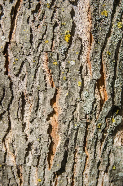 Holzbaum Für Textur Oder Hintergrund — Stockfoto