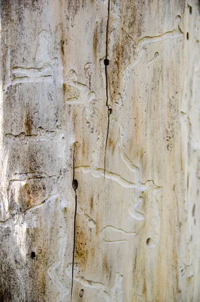 Verme Infestato Legno Come Sfondo — Foto Stock