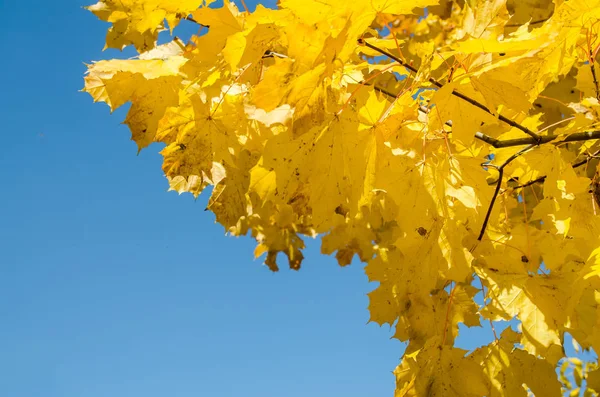 Yellow Leaves Bright Blue Sky — Stock Photo, Image