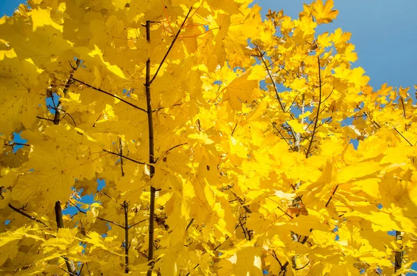 Yellow Leaves Bright Blue Sky — 스톡 사진