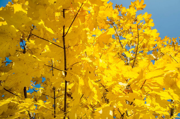 yellow leaves against a bright blue sky