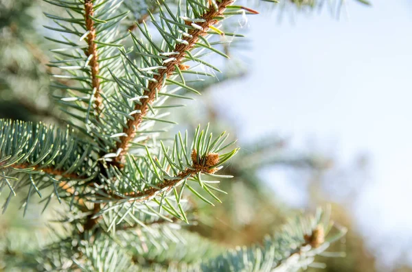 Groene Stekelige Takken Van Pelsbomen — Stockfoto