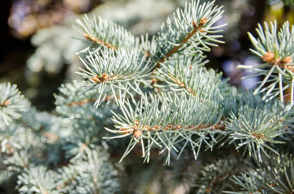 Gröna Taggiga Grenar Pälsträd — Stockfoto